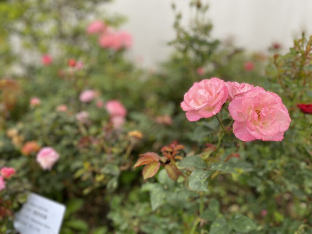 2026 臺北玫瑰園 2026 台北花季 歐華酒店 歐麗蛋糕坊優惠 玫瑰拿鐵 玫瑰烏龍茶