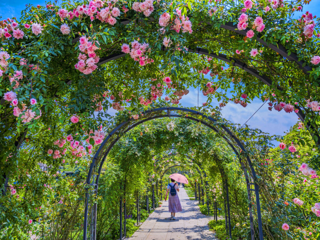 2026 臺北玫瑰園 2026 台北花季 歐華酒店 歐麗蛋糕坊優惠 玫瑰拿鐵 玫瑰烏龍茶